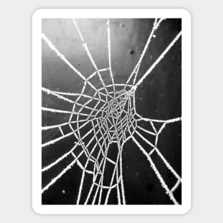 Spider Lace 4 Sticker